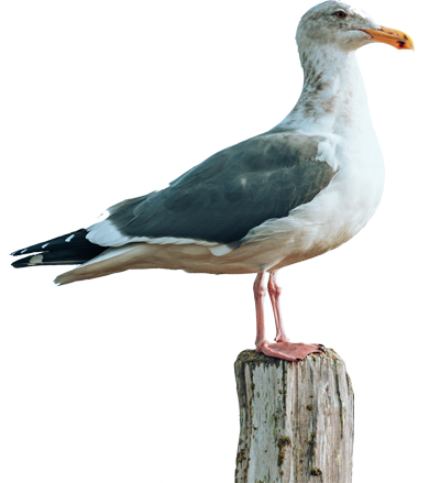 A seagull is perched on top of a weathered wooden post, looking to the side against a plain, white background.