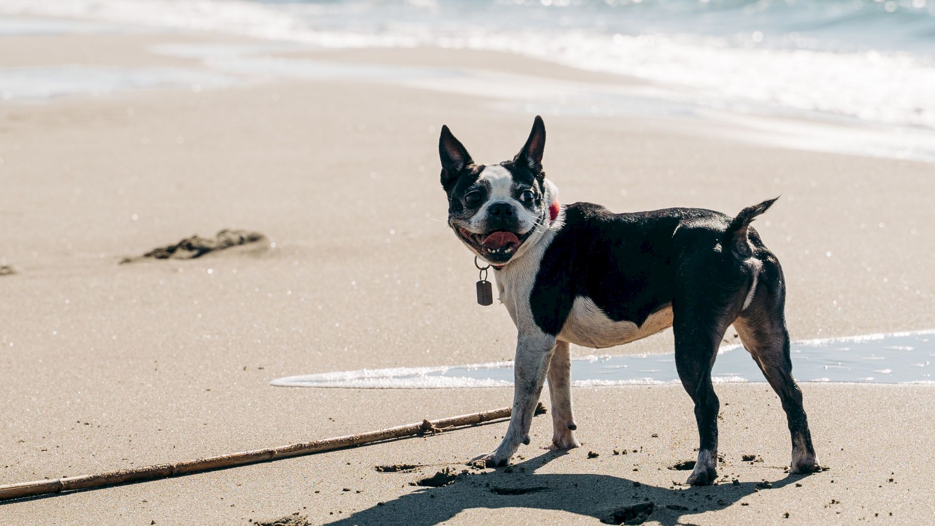 A black and white dog stands on a sandy beach near the water, holding a stick in its mouth and looking towards the camera.