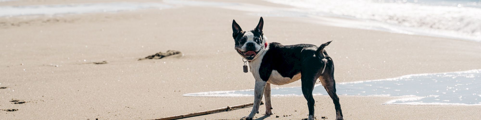 A black and white dog stands on a sandy beach near the water, holding a stick in its mouth and looking towards the camera.