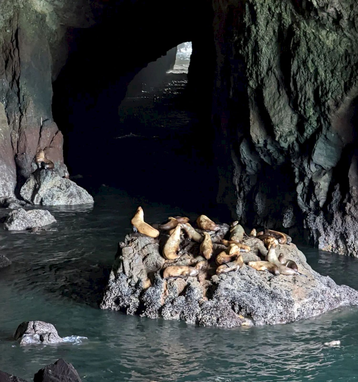 A group of sea lions rests on a rock inside a dark sea cave with light filtering through an opening in the background, surrounded by water.