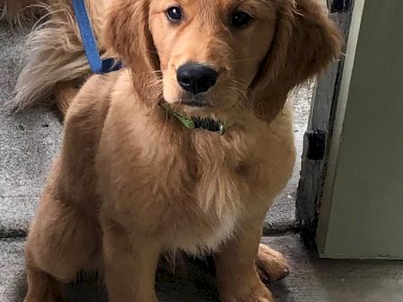 A golden retriever puppy sits on a concrete floor, looking at the camera, with a blue leash attached to its collar, near an open door.