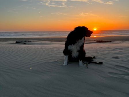 A dog sits on a sandy beach, looking towards the sunset over the ocean, with a vibrant sky and scattered clouds in the background.