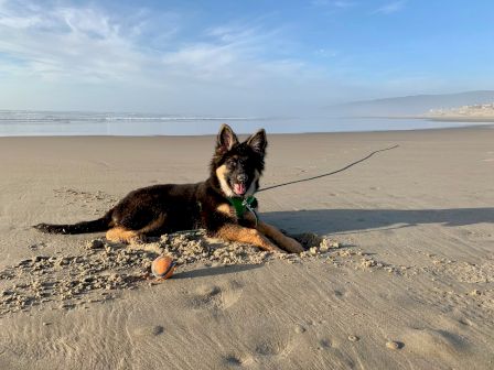 A dog is lying on the beach next to a tennis ball with the ocean and sky in the background.