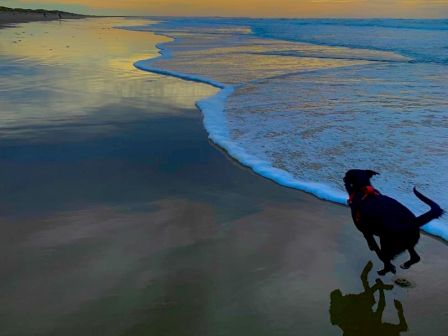 A dog runs along a beach with waves gently hitting the shore at sunset, reflecting vibrant colors in the sky and on the wet sand.