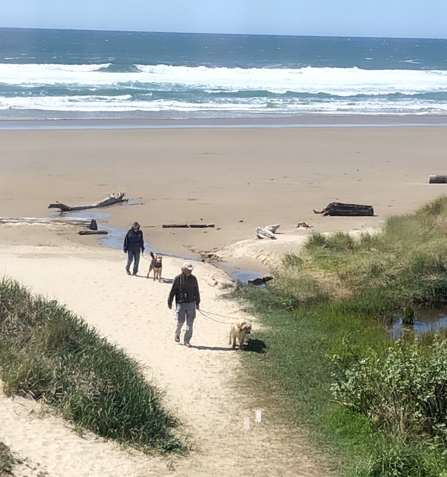 Two people walk a sandy path to a calm beach with driftwood and a dog nearby, dunes and greenery framing the shore.